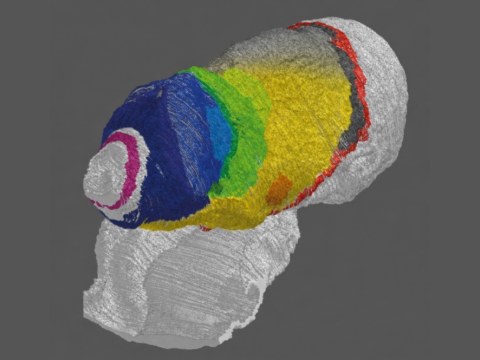 Three-dimensional model of an appendicularian trunk with individually coloured organ systems.