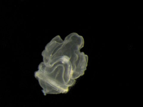 A translucent appendicularian house photographed against a black background.