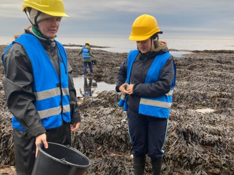 Two team members with helmets and safety vests examining a specimen beside a quadrat frame on a seaweed-covered shore.