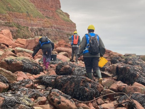Field team crossing boulders covered in bladderwrack on their way to a sampling site.