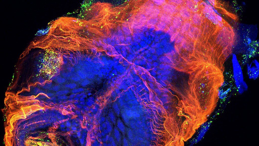 Immunofluorescence micrograph of an appendicularian trunk: cell nuclei in blue, muscle and fibre systems in orange.
