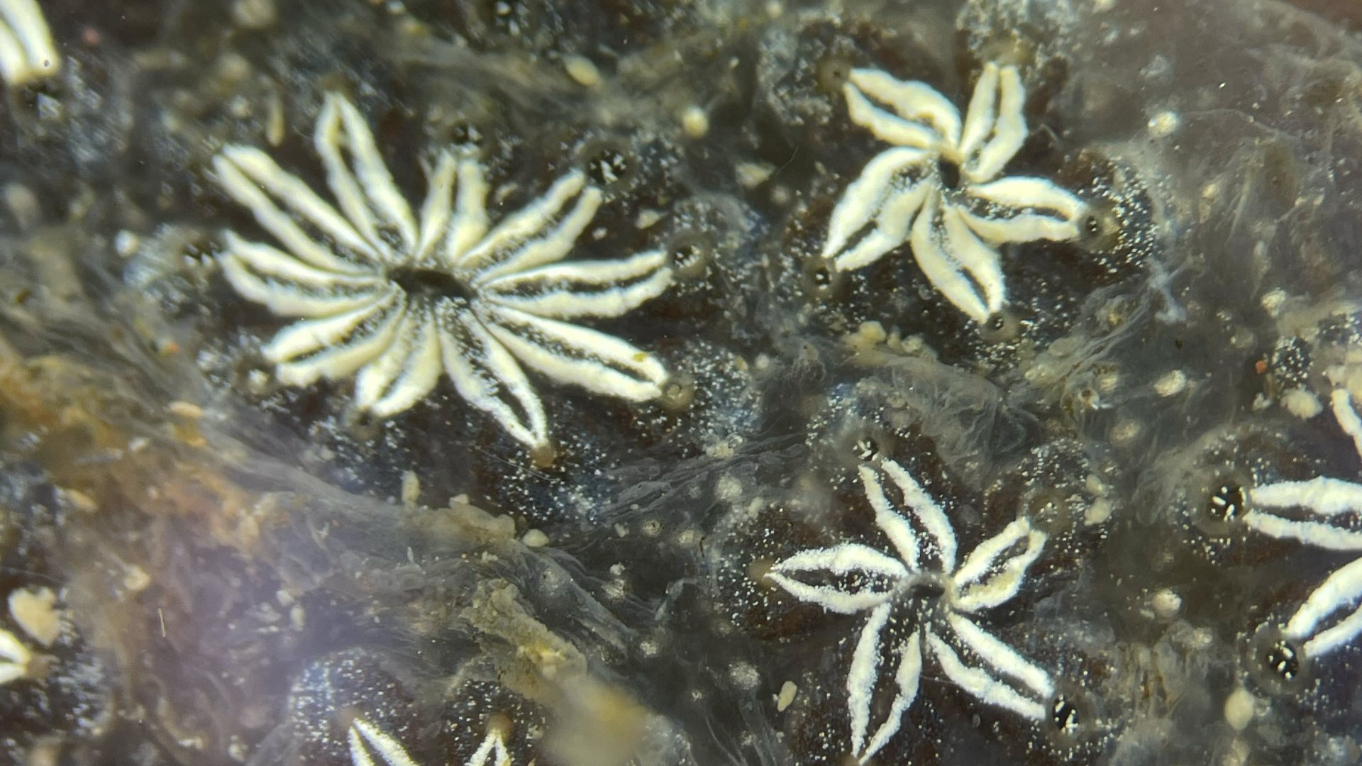 Colony of the star ascidian Botryllus schlosseri: cream-coloured zooids arranged in star-shaped systems within a brown tunic.