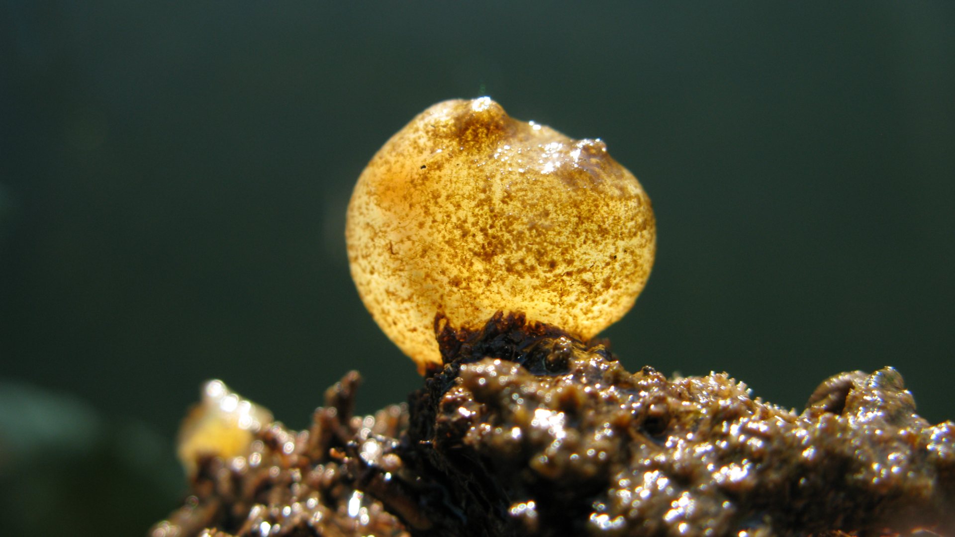 Close-up of a translucent, golden-brown marine invertebrate attached to seaweed in shallow water.