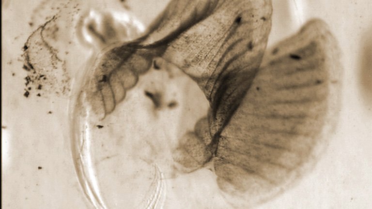 Sepia light-microscope image of an early developmental stage of a marine invertebrate.