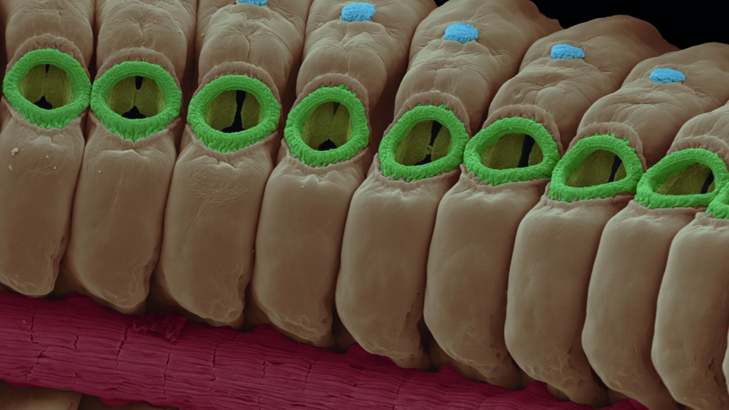Colour-enhanced scanning electron micrograph of Soestia zonaria: a row of brown epithelial cells with bright green ring structures above a magenta muscle band.