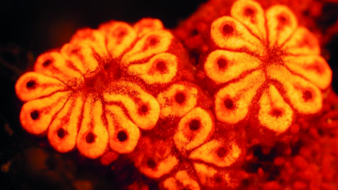 Fluorescence image of a Botryllus planus colony: cream-coloured zooids arranged in star-shaped systems, glowing orange against a dark tunic.