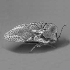 Scanning electron micrograph of a plane lace bug, recorded by Peer Martin